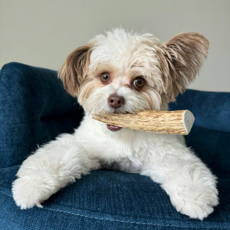 Farm To Pet Elk Antler Dog Chews | All-Natural Whole and Split Elk Antler Chews for Dogs Antler Dog Chew