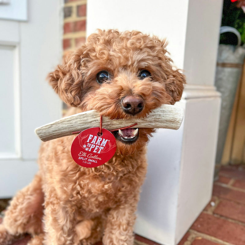 Farm To Pet Elk Antler Dog Chews | All-Natural Whole and Split Elk Antler Chews for Dogs Antler Dog Chew