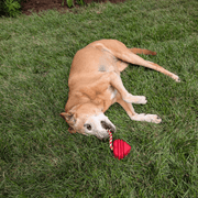 Farm To Pet Chew Toys Tug Toy
