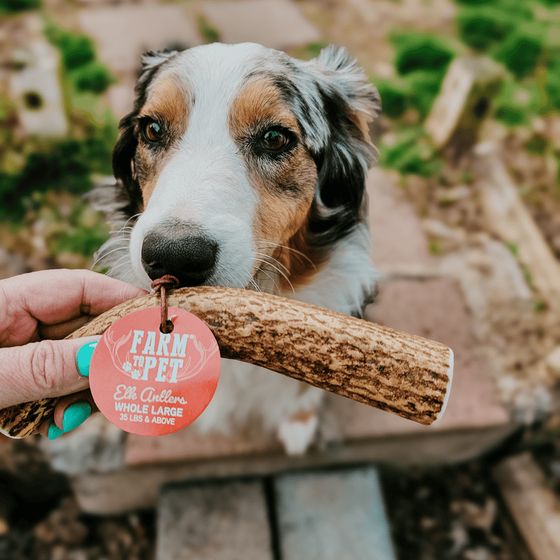 Farm To Pet Elk Antler Dog Chews | All-Natural Whole and Split Elk Antler Chews for Dogs Antler Dog Chew