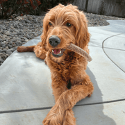Farm To Pet Elk Antler Dog Chews | All-Natural Whole and Split Elk Antler Chews for Dogs Antler Dog Chew