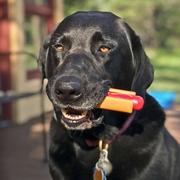 Farm To Pet Chew Toys Tug Toy