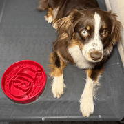 Farm To Pet Slow Feeder Dog Bowls Dog Bowl