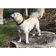 CoyoteVest CoyoteCollar Collar