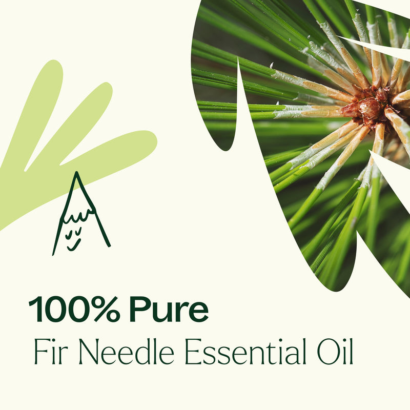 Plant Therapy Fir Needle Essential Oil Essential Oil