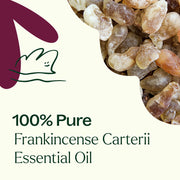 Plant Therapy Frankincense Carterii Essential Oil Essential Oil