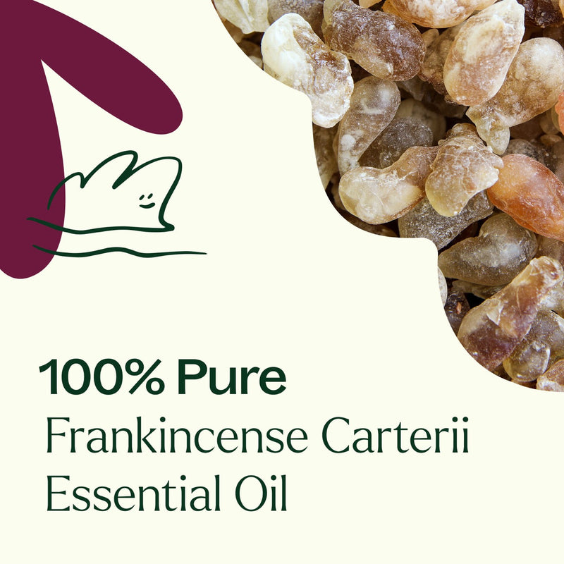 Plant Therapy Frankincense Carterii Essential Oil Essential Oil