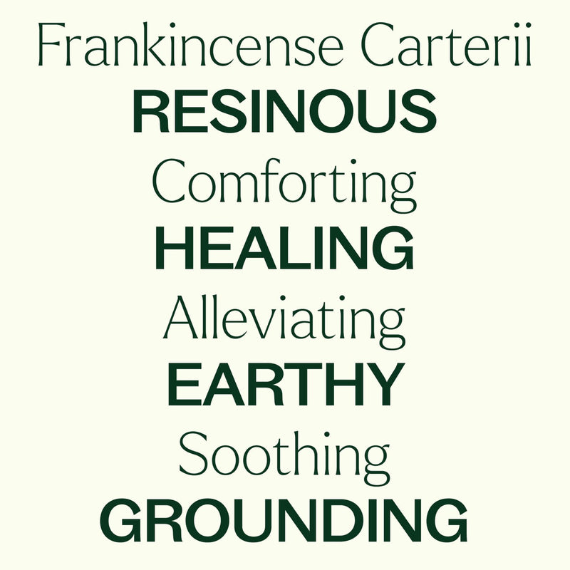 Plant Therapy Frankincense Carterii Essential Oil Essential Oil