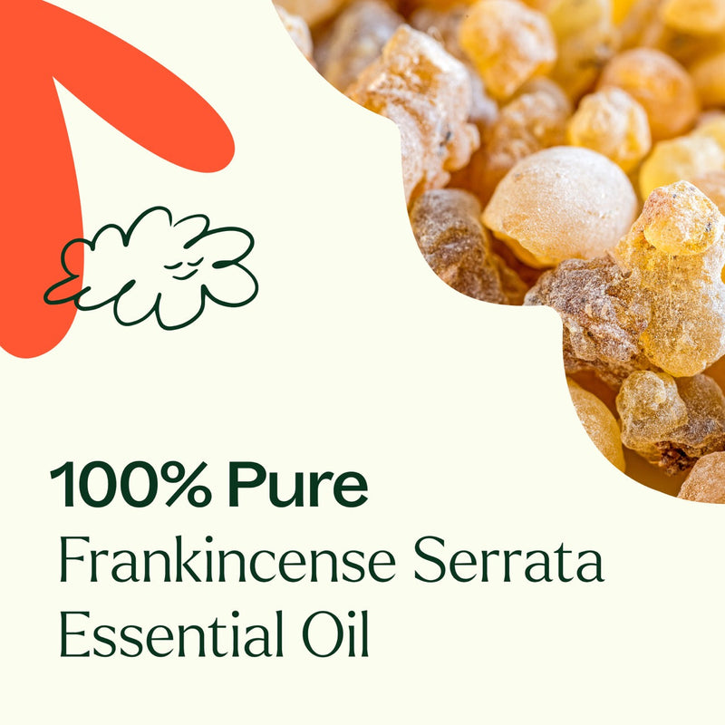 Plant Therapy Frankincense Serrata Essential Oil Essential Oil