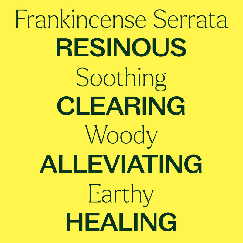 Plant Therapy Frankincense Serrata Essential Oil Essential Oil