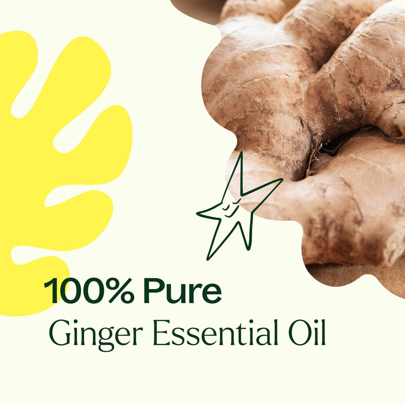 Plant Therapy Ginger Essential Oil Essential Oil