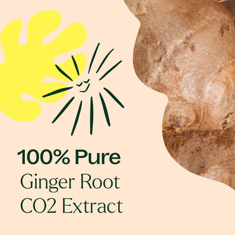 Plant Therapy Ginger Root CO2 Extract Essential Oil