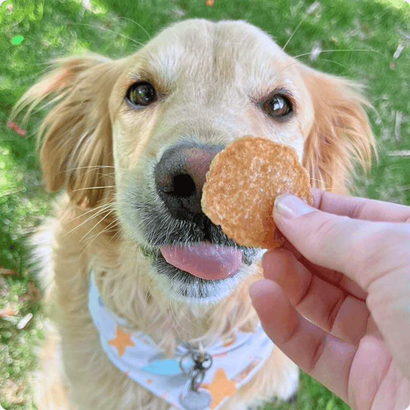 Farm To Pet Chicken Chips for Dogs | All-Natural Single-Ingredient Dog Treats Chip