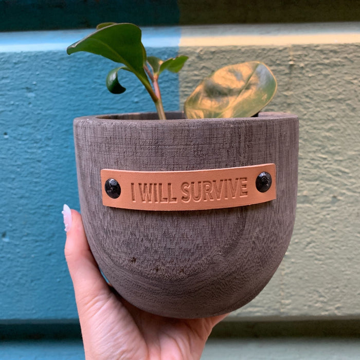 I Will Survive Paulownia Wood Planter | 5" Tall