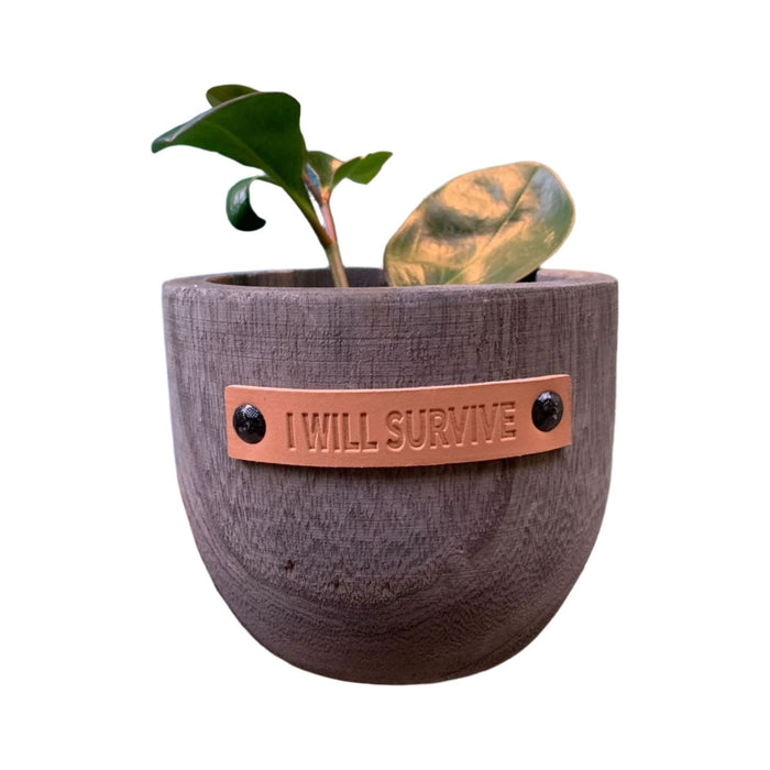 I Will Survive Paulownia Wood Planter | 5" Tall