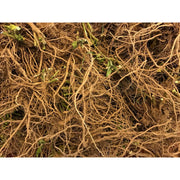 Portland Ashwagandha Farm Ashwagandha Fresh Spagyric Tincture – Pacific Northwest Grown Tincture