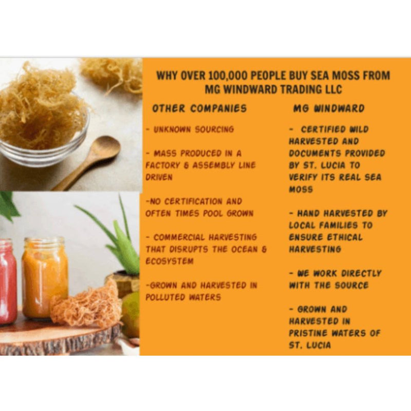 MG Windward Trading LLC Pure Certified Wild Harvested Full Spectrum Organic Raw Sea Moss Raw Sea Moss