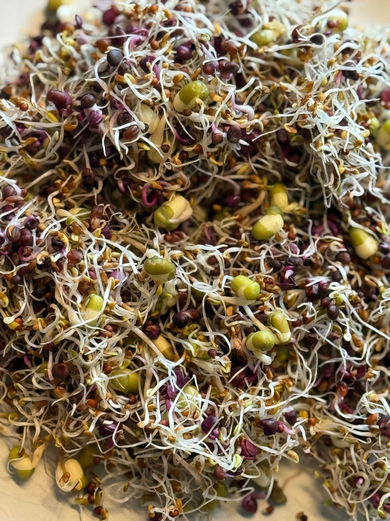 Seed Sprouting Kit | Sprouts | Microgreens