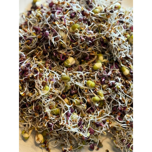 Apotheke DuJardin Seed Sprouting Kit | Sprouts | Microgreens Dim Gray Seed refill bag,Full Sprout Kit
