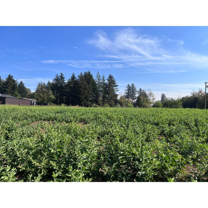 Portland Ashwagandha Farm - Ashwagandha - Fresh Spagyric Tincture