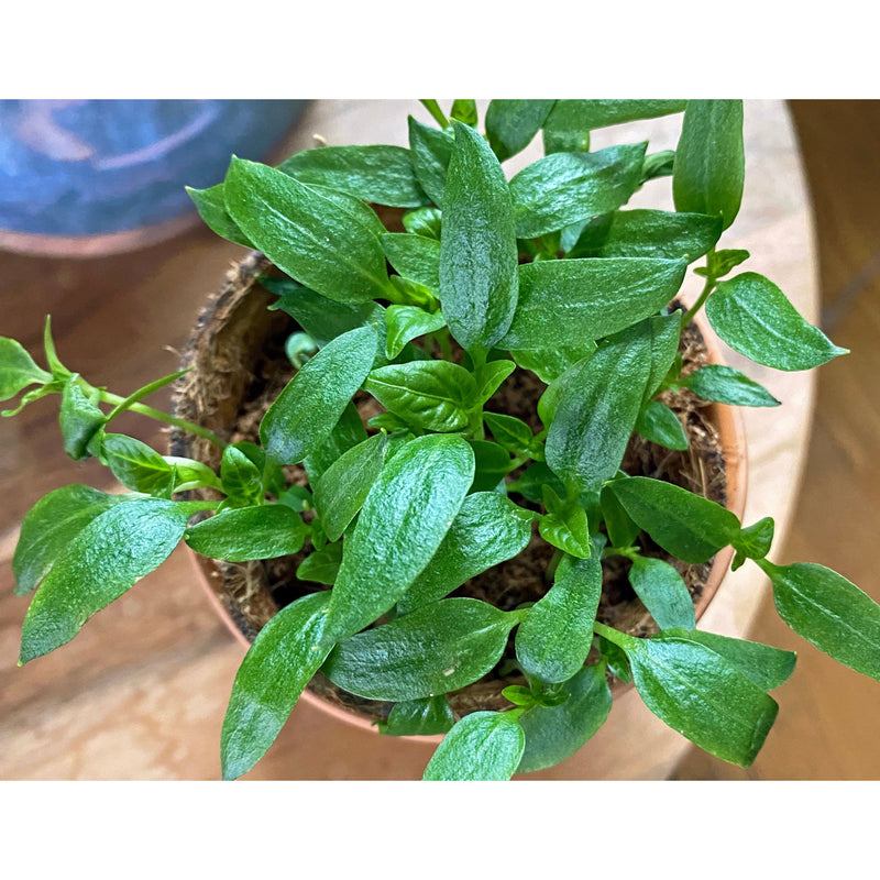 Modern Sprout Tiny Terracotta Garden Kits Indoor Garden Kit