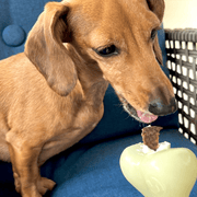 Farm To Pet Dog Treat Dispensers Treat Dispenser Black Black Skull,Glow-In-The-Dark Bone,Brown Football,Blue Ice Cream,Glow-In-The-Dark Ball,Orange Flower Pot