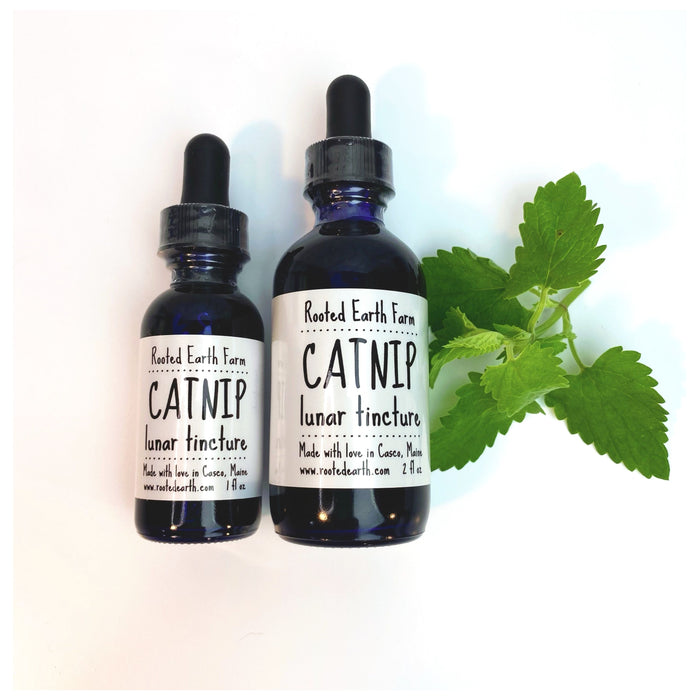 Catnip Tincture