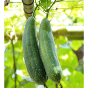 Love of Earth Co. Loofah Dish Sponges