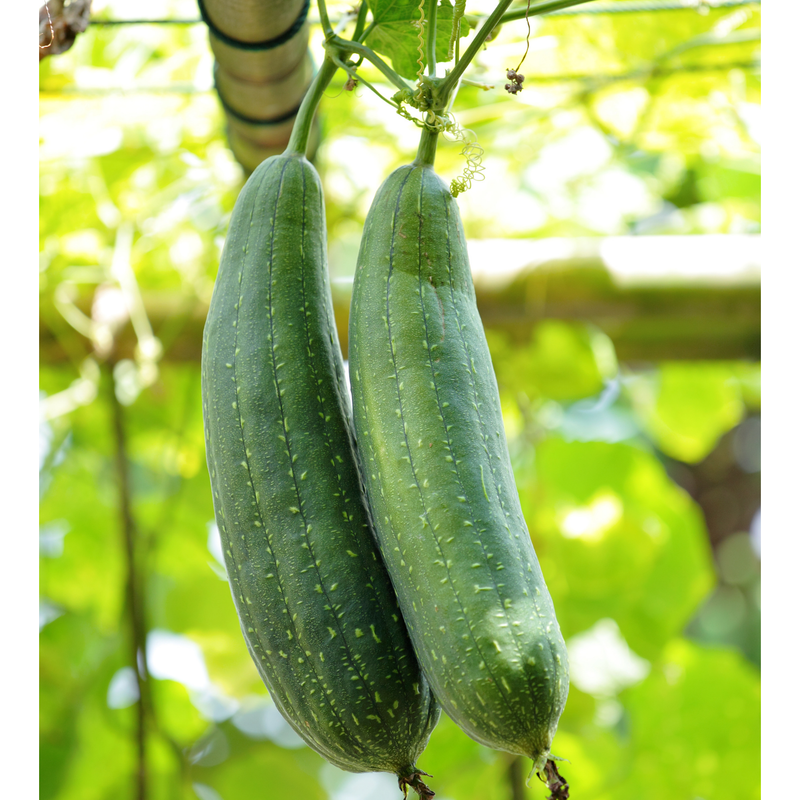 Love of Earth Co. Loofah Dish Sponges