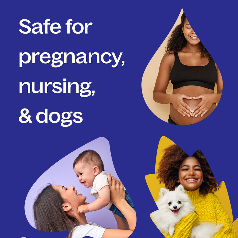 Plant Therapy Jasmine Grandiflorum Absolute Essential Oil