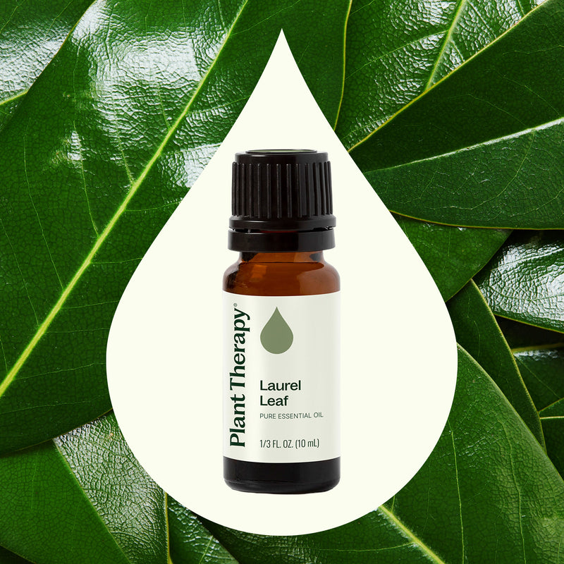 Plant Therapy Laurel Leaf Essential Oil Essential Oil