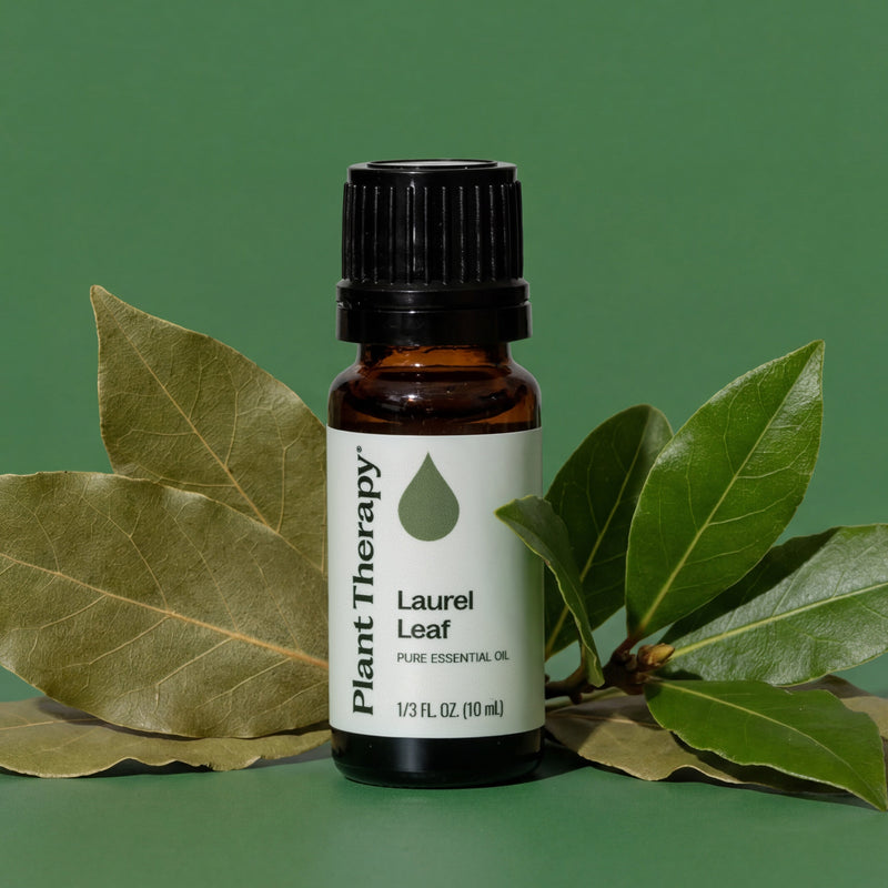 Plant Therapy Laurel Leaf Essential Oil Essential Oil