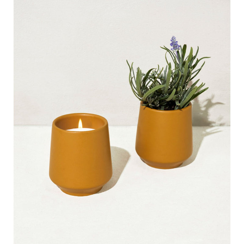 Modern Sprout Rooted Candles Candle Beige Lavender & Cedarwood 1pk
