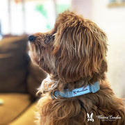 Warren London Fabric Dog Collar - Grey Leashes, Collars & Accessories