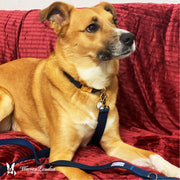 Warren London Fabric Dog Collar - Blue Leashes, Collars & Accessories