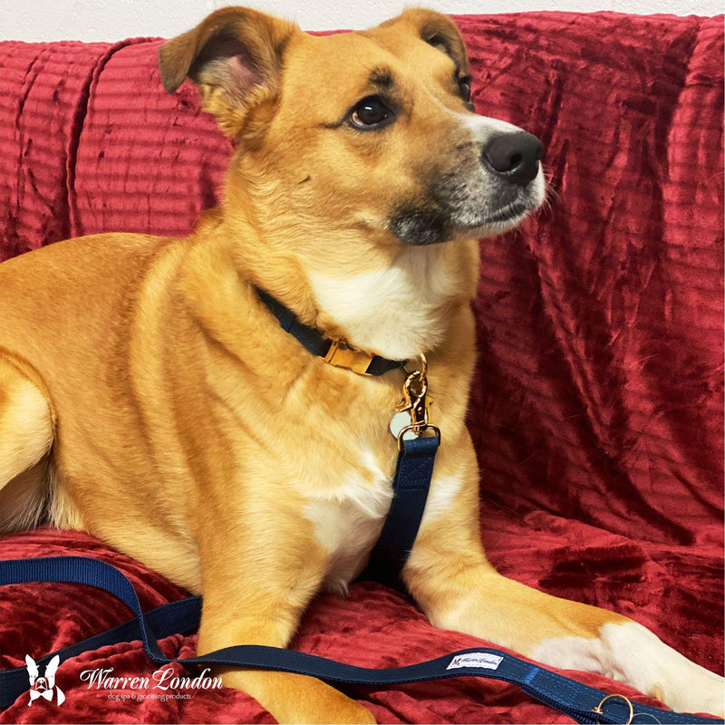 Warren London Fabric Dog Collar - Blue Leashes, Collars & Accessories