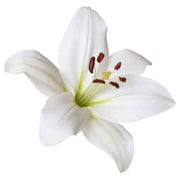 OrganHerb OrganHerb Organic Lily Infused Oil (Ljiljanovo Ulje) 1 oz – Soothing Hydration for Radiant Skin Organic Infused Oils