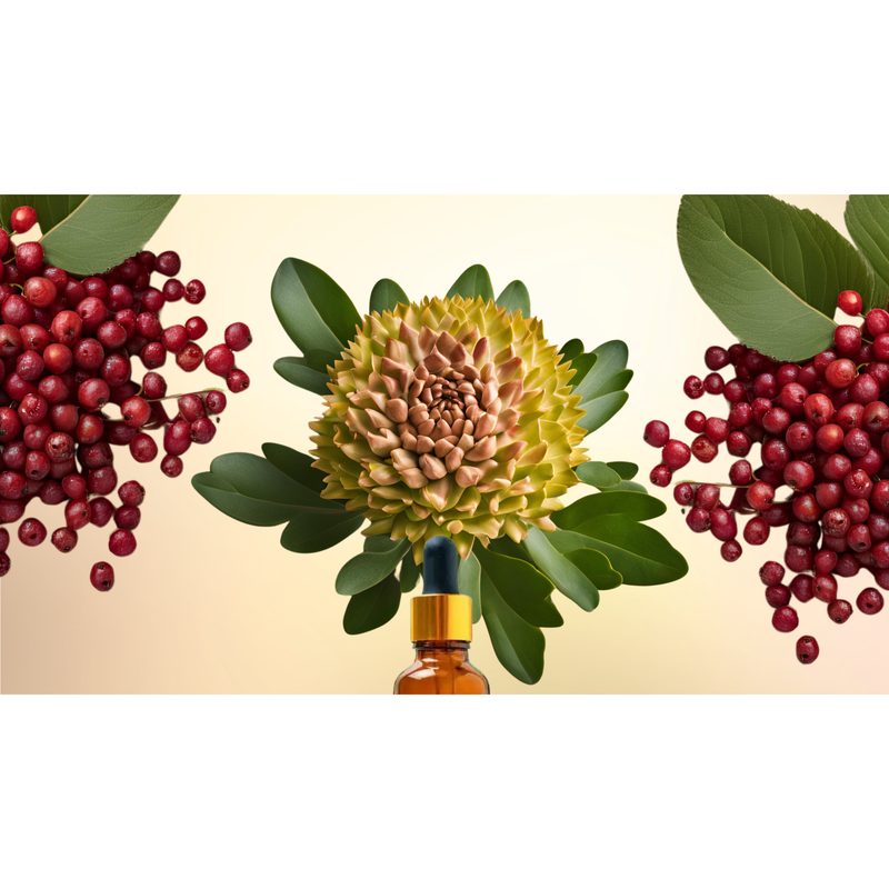 Altar Native Long Rhode ⟡ Rhodiola + Schisandra Drops Tincture