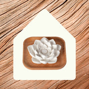 Plant Therapy Passive Lotus Diffuser Diffuser