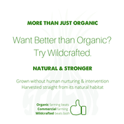 SpeedyVite® Colon Detox Powder (10 oz) | Fiber + Charcoal Detox to Support Toxin Removal* | SpeedyVite® - FREE EXPEDITED Powder