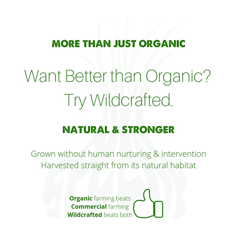 SpeedyVite® Colon Detox Powder (10 oz) | Fiber + Charcoal Detox to Support Toxin Removal* | SpeedyVite® - FREE EXPEDITED Powder