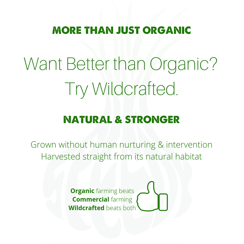 SpeedyVite® Natural Blood Cleanser Drops (2 fl oz) | Organic & Wildcrafted | SpeedyVite - FREE EXPEDITED Drops