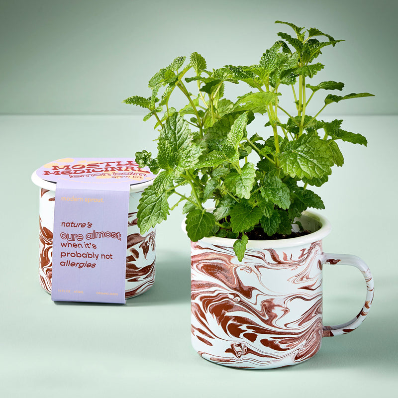 Modern Sprout Altered Herb Mug Grow Kits Indoor Garden Kit