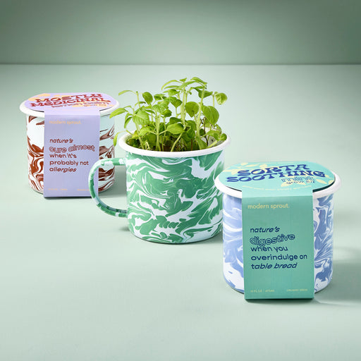 Modern Sprout Altered Herb Mug Grow Kits Indoor Garden Kit