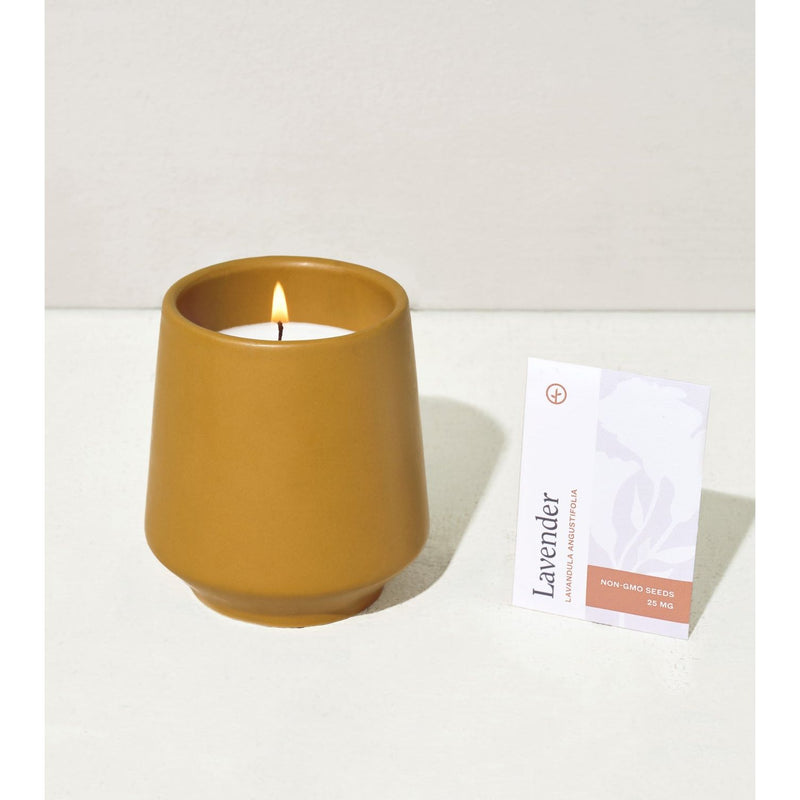 Modern Sprout Rooted Candles Candle Antique White Rosemary & Cucumber 1pk,Thyme & Tonka Bean 1pk,Lavender & Cedarwood 1pk,Basil & Jasmine 1pk,Mixed 3pk
