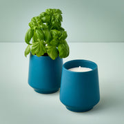 Modern Sprout Rooted Candles Candle Gray Basil & Jasmine 1pk