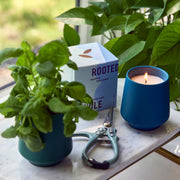 Modern Sprout Rooted Candles Candle Dark Green Rosemary & Cucumber 1pk,Thyme & Tonka Bean 1pk,Lavender & Cedarwood 1pk,Basil & Jasmine 1pk,Mixed 3pk