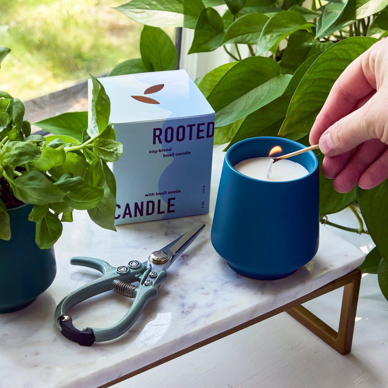 Modern Sprout Rooted Candles Candle Gray Rosemary & Cucumber 1pk,Thyme & Tonka Bean 1pk,Lavender & Cedarwood 1pk,Basil & Jasmine 1pk,Mixed 3pk
