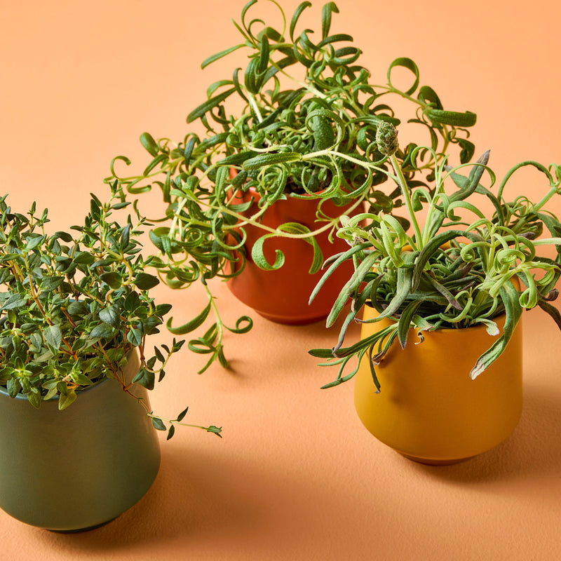 Modern Sprout Rooted Candles Candle