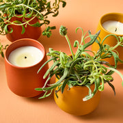 Modern Sprout Rooted Candles Candle Goldenrod Rosemary & Cucumber 1pk,Thyme & Tonka Bean 1pk,Lavender & Cedarwood 1pk,Basil & Jasmine 1pk,Mixed 3pk